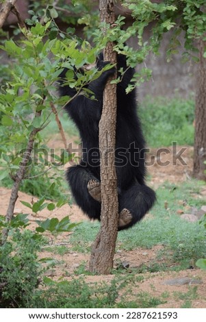 The sloth bear (Melursus ursinus), also known as the Indian bear,