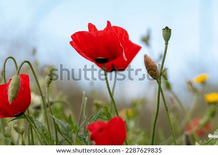 Red poppies on a field with different flowers against a blue sky. Israel
