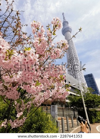 Sakura​ in​ Japan,Tokyo​ Skytree​ so​ beautiful​ Royalty-Free Stock Photo #2287641353