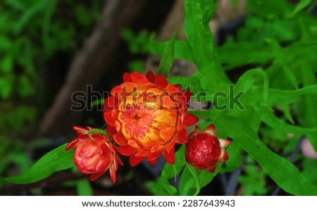 Three Flower Buds of Golden Everlasting Also Known As Strawflower or Paper Daisy (Xerochrysum Bracteatum)