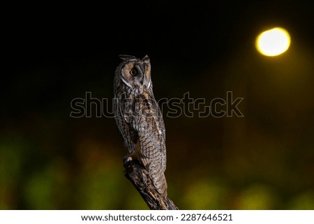The owl stands quietly on a tree branch at night, paying attention to the movements of its prey.