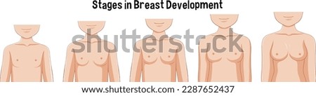 Stages in Breast Development illustration