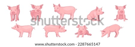 Funny Pink Pig with Snout in Different Pose Vector Set Royalty-Free Stock Photo #2287665147