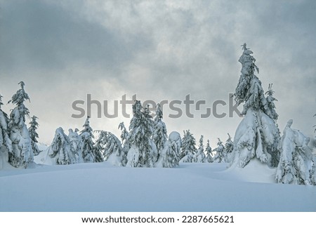 Snow-covered firs. Fir trees in the snow. Mountain winter landscape.
Mountains from a bird's eye view. Carpathians in winter. View of the mountains of Ukraine.
