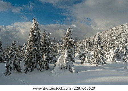 Snow-covered firs. Fir trees in the snow. Mountain winter landscape.
Mountains from a bird's eye view. Carpathians in winter. View of the mountains of Ukraine.