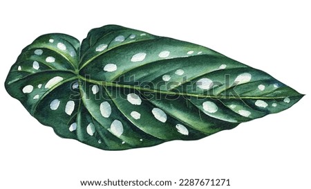 Exotic dark green leaf on isolated background, hand drawn watercolor painting