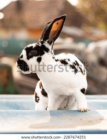 Picture of a black and white bunny 