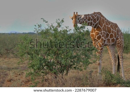 front profile of female reticulated giraffe bending down to eat leaves of a bush in the wild savannah of buffalo springs national reserve, kenya
