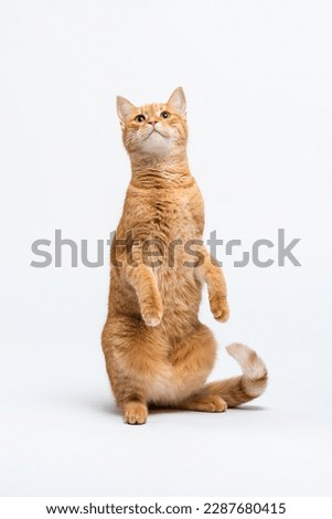 A striped red cat sits on its hind legs, raised its front paws up and looks up on a white floor in studio. Portrait of a pet in motion. Studio photo of funny cat doing trick. Vertical photo Royalty-Free Stock Photo #2287680415
