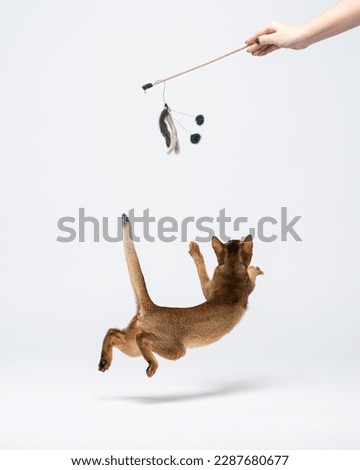 Playful kitten jumped high up and stretches paw for toy made of feathers, which owner holds in hand. Abyssinian kitten plays in the studio. Unusual portrait of cheerful pet catching toy, rear view.  Royalty-Free Stock Photo #2287680677
