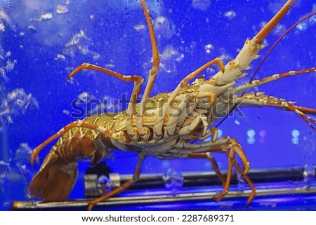 Live spiny lobster in aquarium of restaurant in Thailand for dining. Royalty-Free Stock Photo #2287689371