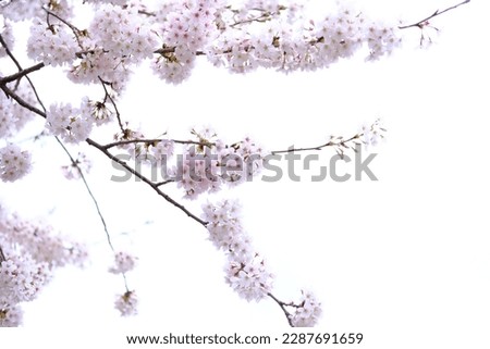 Scenery of cherry blossoms in full bloom in Gotenba, Japan