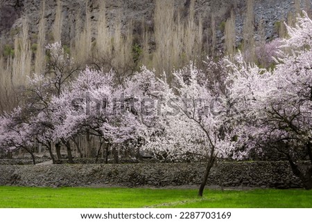 landscape of Spring blossom background. Beautiful nature scene with blooming tree and sun light Spring flowers. Beautiful pink trees and mountains valley 
