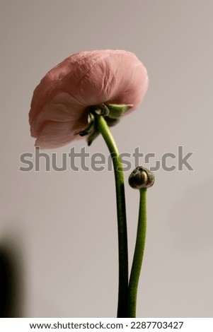 woman parfum photography with flowers