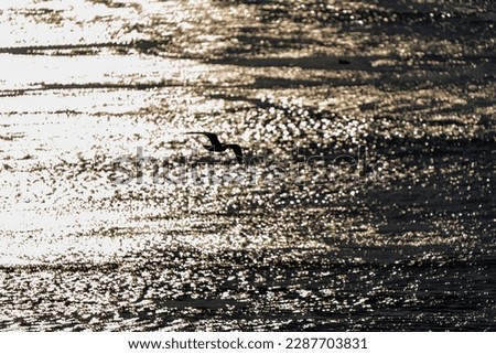 Seagull flying in sunset over the river.