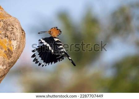Hovering Eurasian Hoopoe delivering food to its chick