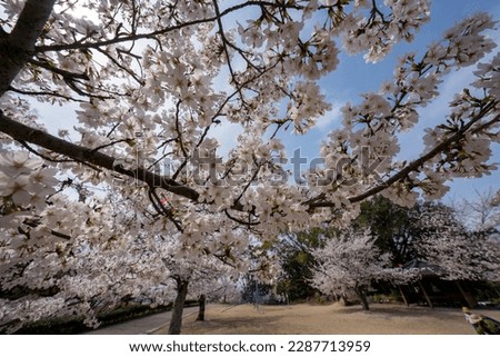 Japanese spring scenery Cherry blossoms in full bloom