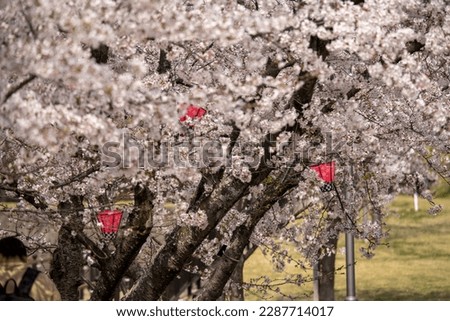 Japanese spring scenery Cherry blossoms in full bloom