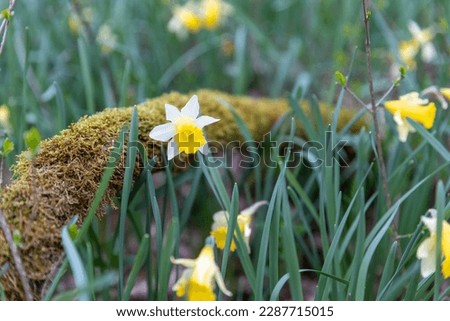 spring alpine flowers, meadow in the mountains, yellow flowers in the meadow