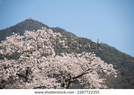 Scenery of Japanese cherry blossoms in full bloom and hanafubuki