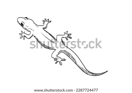 slithering and lizard of ink drawing sketch for wildlife poster, banner, book 