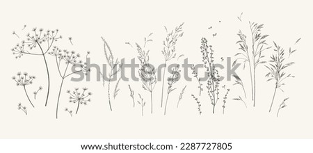 Set with meadow herbs. Botanical collection with dried plants. Black and white. Line art. Vector illustration. Royalty-Free Stock Photo #2287727805