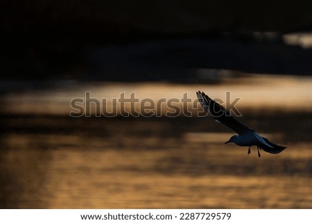 Seagull flying in sunset over the river.
