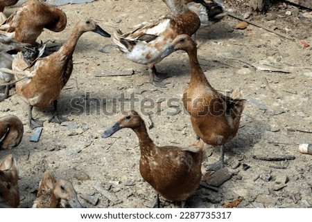 a group of adult ducks that have not laid eggs