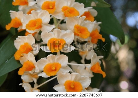 Pattern of Dendrobium thyrsiflorum flower, a species of orchid, commonly called the pinecone-like raceme dendrobium. It is native to the Himalayas as well as to the mountains of northern Indochina.