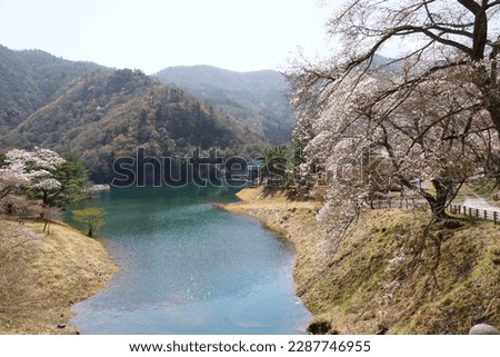 Dam and Cherry Blossom Pictures