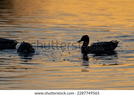 The silhouette of ducks in a water at the sunset. High quality photo.