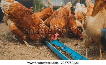 A close up of Chicken or hen are eating worms. Feeding protein for chicken. Concept of Eco-friendly Food industry or Eco organic chicken farm, free cage. Local farm or agriculture.