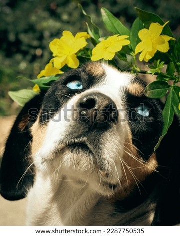 Cute dog portrait with flowers 