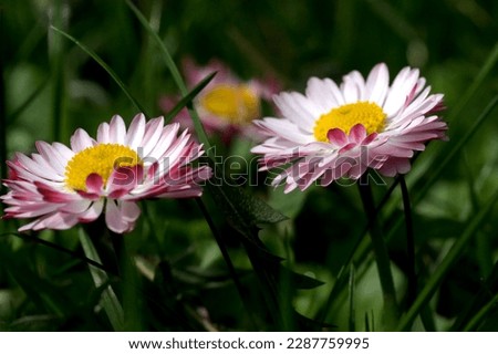 Beautiful flower plant picture blooming daisies close up on a bright spring sunny day