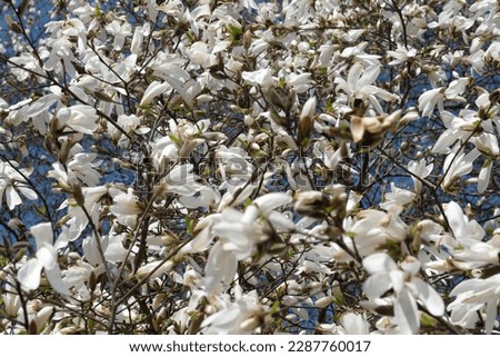 White magnolias bloom on a warm spring sunny day close-up