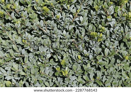 Beautiful ilex crenata dark green in sunny April Royalty-Free Stock Photo #2287768143