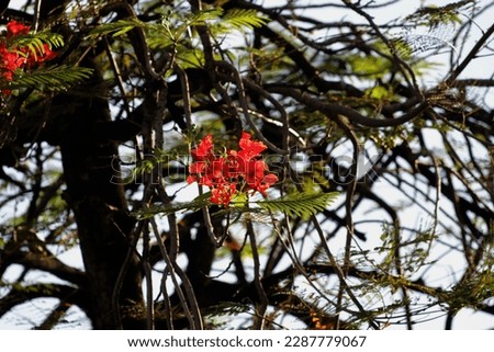The Flamboyant or Fire Tree is a distinctive plant with a large tree, and bright red flowers.