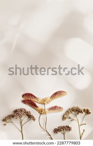 Autumn, fall frame. Minimal aesthetic top view dry flowers and seeds on beige background with sun glare, copy space, nature autumnal decor, floral botanical still life, minimal flat lay, sunlight