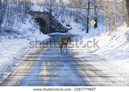 Deer walking on the road in winter. Winter landscape.