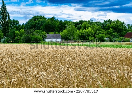 Photography on theme big wheat farm field for organic harvest, photo consisting of large wheat farm field for harvest on sky background, wheat farm field for harvest this natural nature autumn season