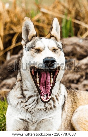 Pictures of dogs, wolves, funny actions of pets