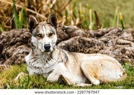 Pictures of dogs, wolves, funny actions of pets