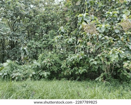 dense grass and trees in tropical forests