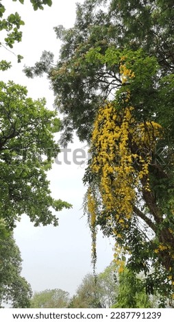 Cat's claw vine, yellow flower, natural flower background