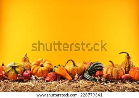 Thanksgiving Ã¢Â?Â? many different pumpkins on straw in front of orange background with copyspace