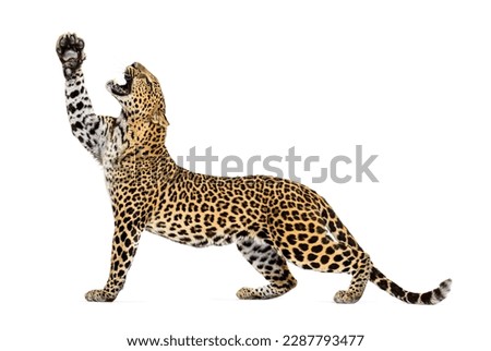 lateral view of a leopard stretching its paws upwards, mouth open showing its fangs, Panthera pardus, isolated on white Royalty-Free Stock Photo #2287793477