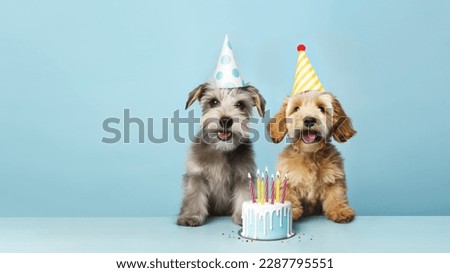 Two cute happy puppy dogs with a birthday cake celebrating at a birthday party Royalty-Free Stock Photo #2287795551