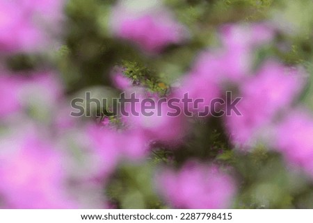 A blurred blur photo pictures of Beautiful Bougainvillea glabra flower in the front garden of the house in spring bloom, with focus and background blurred blur effect
