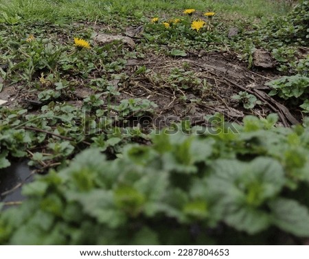 Dandelions and clovers on ground