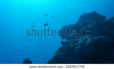 Look up at the water surface in the sea Royalty-Free Stock Photo #2287811745